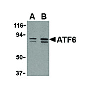 Anti-ATF6 (RABBIT) Antibody, 100µg, Liquid (sterile filtered)