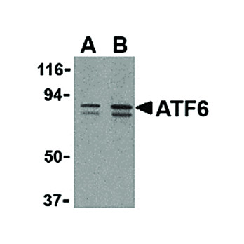 Anti-ATF6 (RABBIT) Antibody, 100µg, Liquid (sterile filtered)