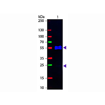 Anti-MOUSE IgG1 (Gamma 1 chain) (GOAT) Antibody Fluorescein Conjugated (Min Cross Bv, Hu, and Rb Serum Proteins), 1mg, Lyophilized