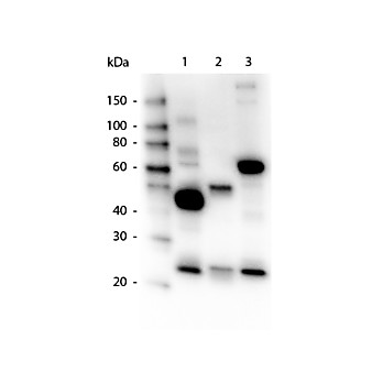 Anti-HUMAN IgG IgA IgM (H&L) (GOAT) Antibody Peroxidase Conjugated, 2mg, Lyophilized