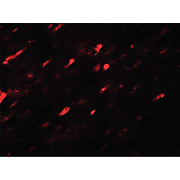 Anti-ANGPTL3 (RABBIT) Antibody, 100µg, Liquid (sterile filtered)