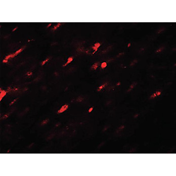 Anti-ANGPTL3 (RABBIT) Antibody, 100µg, Liquid (sterile filtered)