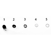 Anti-MOUSE IgG2b (Gamma 2b chain) (GOAT) Antibody Alkaline Phosphatase Conjugated (Min Cross Bv, Hu, and Rb Serum Proteins), 1mg, Liquid (sterile filtered)