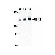 BIT1 internal Antibody 100µg