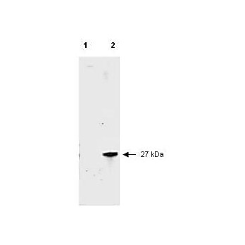 Anti-RFP (RABBIT) Antibody Peroxidase Conjugated Min X Hu Ms and Rt Serum Proteins, 100µg, Lyophilized