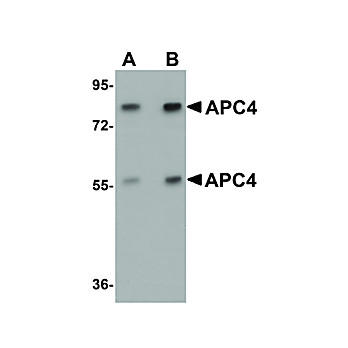 Anti-APC4 (RABBIT) Antibody, 100µg, Liquid (sterile filtered)