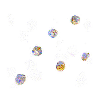 Anti-ASC (RABBIT) Antibody, 100µg, Liquid (sterile filtered)
