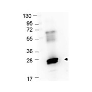 Anti-GST (RABBIT) Antibody Texas Red™ Conjugated, 100µg, Lyophilized