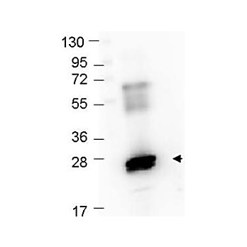 Anti-GST (RABBIT) Antibody Texas Red™ Conjugated, 100µg, Lyophilized