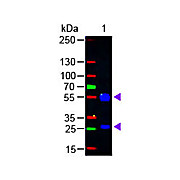 Anti-GOAT IgG (H&L) (RABBIT) Antibody Fluorescein Conjugated, 2mg, Lyophilized