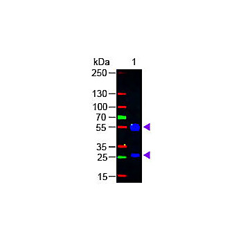 Anti-GOAT IgG (H&L) (RABBIT) Antibody Fluorescein Conjugated, 2mg, Lyophilized