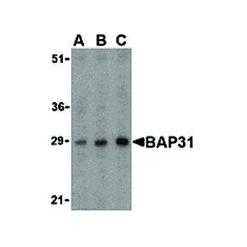 BAP31 internal Antibody 100µg