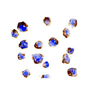 Anti-BCL10 (RABBIT) Antibody, 100µg, Liquid (sterile filtered)