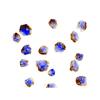 Anti-BCL10 (RABBIT) Antibody, 100µg, Liquid (sterile filtered)