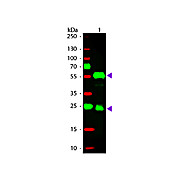 Anti-GUINEA PIG IgG (H&L) (DONKEY) Antibody Rhodamine Conjugated (Min X Bv Ch Gt Ham Hs Hu Ms Rb Rt & Sh Serum Proteins), 1mg, Lyophilized