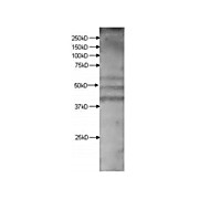 Kmo Antibody internal-2 100µg