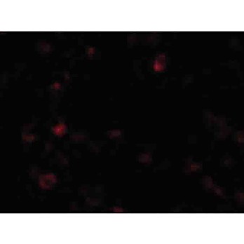 AIM nterm Antibody 100µg