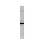 Anti-PIP5K2B (RABBIT) Antibody, 100µg, Liquid (sterile filtered)