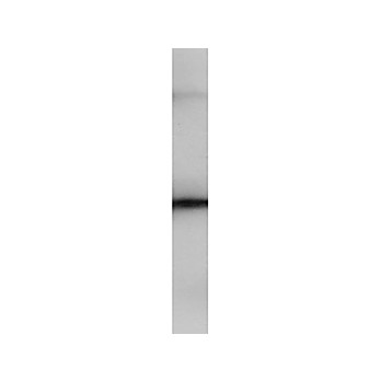Anti-PIP5K2B (RABBIT) Antibody, 100µg, Liquid (sterile filtered)