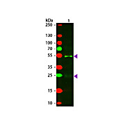 Anti-HORSE IgG (H&L) (RABBIT) Antibody Texas Red™ Conjugated, 2mg, Lyophilized