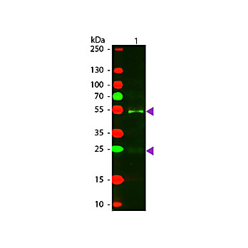 Anti-HORSE IgG (H&L) (RABBIT) Antibody Texas Red™ Conjugated, 2mg, Lyophilized
