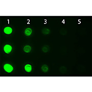 Anti-HUMAN IgG IgA IgM (H&L) (GOAT) Antibody Fluorescein Conjugated, 2mg, Lyophilized