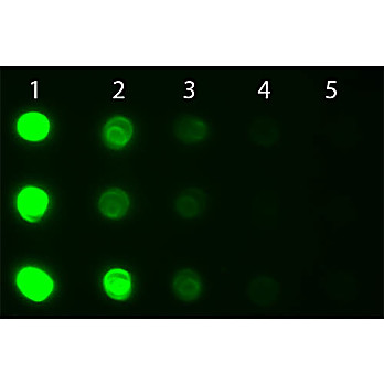 Anti-HUMAN IgG IgA IgM (H&L) (GOAT) Antibody Fluorescein Conjugated, 2mg, Lyophilized