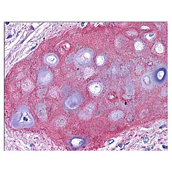 Anti-Collagen Type II (RABBIT) Antibody Fluorescein Conjugated, 50µg, Lyophilized