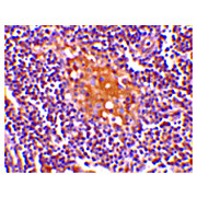 AIM cterm Antibody 100µg