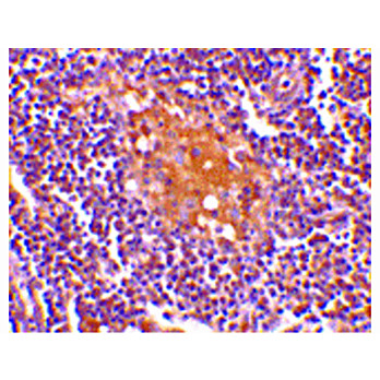 AIM cterm Antibody 100µg