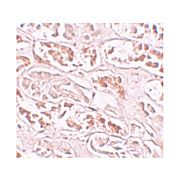 BANP Antibody 100µg