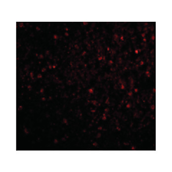 Anti-BRSK2 (RABBIT) Antibody, 100µg, Liquid (sterile filtered)