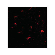 BAP3 internal Antibody 100µg