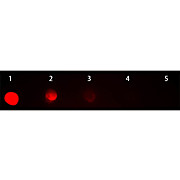 Anti-MOUSE IgG2a (Gamma 2a chain) (GOAT) Antibody Rhodamine Conjugated (Min Cross Bv, Hu, and Rb Serum Proteins), 1mg, Lyophilized