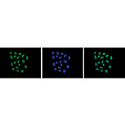 Anti-Histone H2 A.Zac (RABBBIT) Antibody, 50µg, Liquid (sterile filtered)