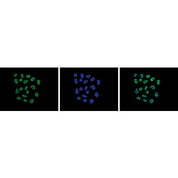 Anti-Histone H2 A.Zac (RABBBIT) Antibody, 50µg, Liquid (sterile filtered)
