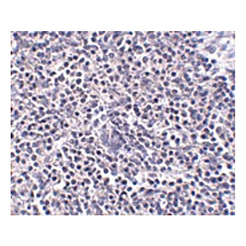 Anti-ARL15 (RABBIT) Antibody, 100µg, Liquid (sterile filtered)