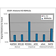 Anti-Histone H3 [Sym-dimethyl Arg8] (RABBIT) Antibody, 50µg, Liquid (sterile filtered)