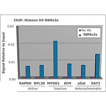 Anti-Histone H3 [Sym-dimethyl Arg8] (RABBIT) Antibody, 50µg, Liquid (sterile filtered)