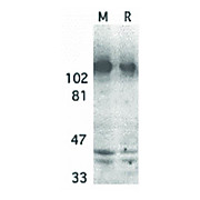 APP cterm Antibody 100µg