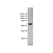 Kmo Antibody internal-3 100µg