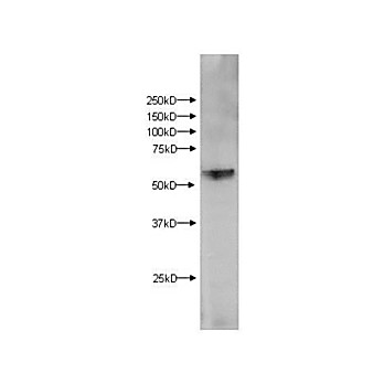 Kmo Antibody internal-3 100µg