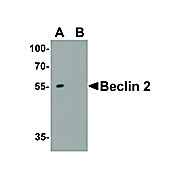 Anti-BECLIN2 (RABBIT) Antibody, 100µg, Liquid (sterile filtered)