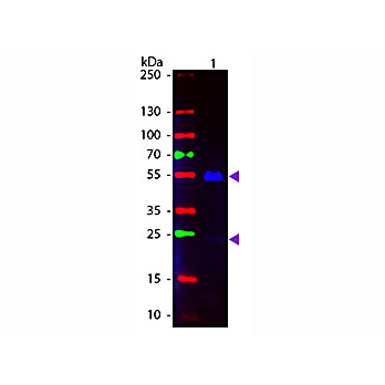 Anti-HUMAN IgG (H&L) (GOAT) Antibody Fluorescein Conjugated, 2mg, Lyophilized