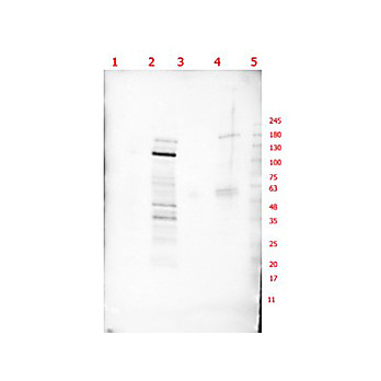 Anti-p130 (RABBIT) Antibody, 100µg, Liquid (sterile filtered)