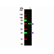 Anti-HUMAN IgG (gamma chain) (RABBIT) Antibody Rhodamine Conjugated, 1mg, Lyophilized