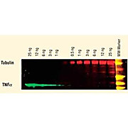 Anti-HUMAN IgG (H&L) (GOAT) Antibody DyLight™ 649 Conjugated (Min X Bv Ch Gt GP Ham Hs Ms Rb Rt & Sh Serum Proteins), 100µg, Lyophilized