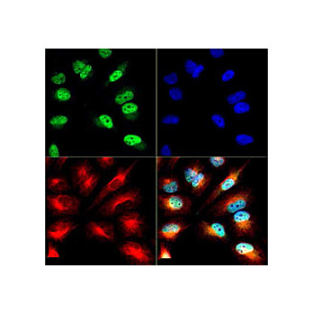 Anti-Histone H3 [ac Lys9/phospho Ser10] (RABBIT) Antibody, 50µg, Liquid (sterile filtered)