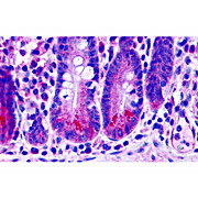 Anti-BRUCE (RABBIT) Antibody, 100µg, Liquid (sterile filtered)