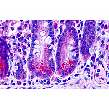Anti-BRUCE (RABBIT) Antibody, 100µg, Liquid (sterile filtered)
